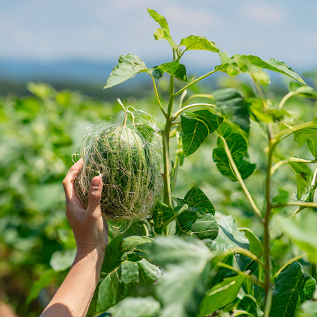 clean farming initiatives